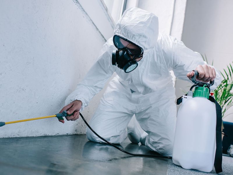 Pest Control and Its Types